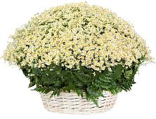 Цветочная композиция из Ромашки в корзине #REPLACE_PRED# Починке